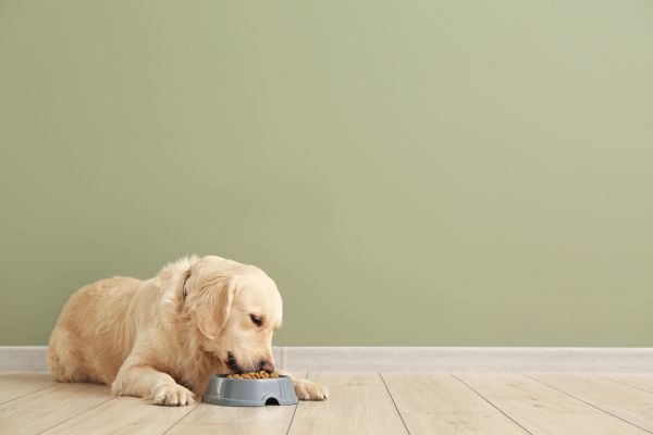อยากเลี้ยงสุนัขตัวแรก ต้องเตรียมค่าใช้จ่ายอะไรบ้าง? - Officemate'S Blog!