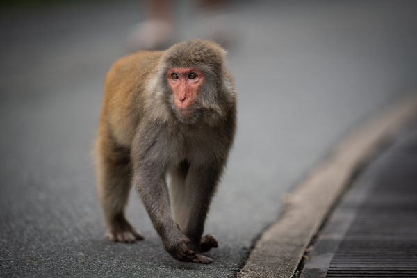 ฝีดาษลิง (Monkeypox)