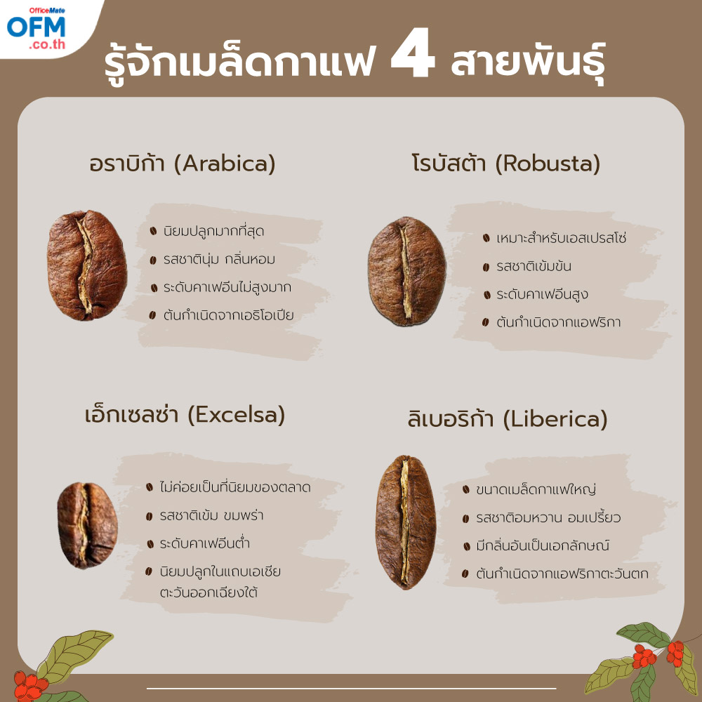 สายพันธุ์กาแฟ_1_OfficeMate