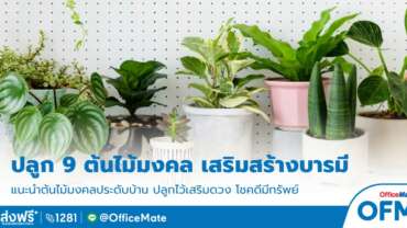 ต้นไม้มงคล_OfficeMate