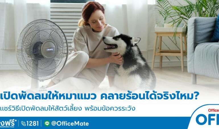 เปิดพัดลมคลายร้อนให้แมว หมา ในหน้าร้อน
