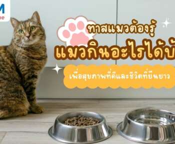 แมวกินอะไรได้บ้าง