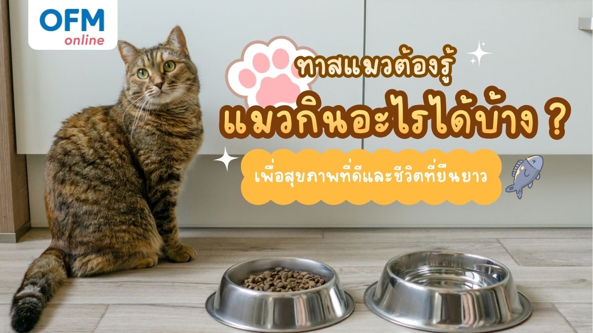 แมวกินอะไรได้บ้าง