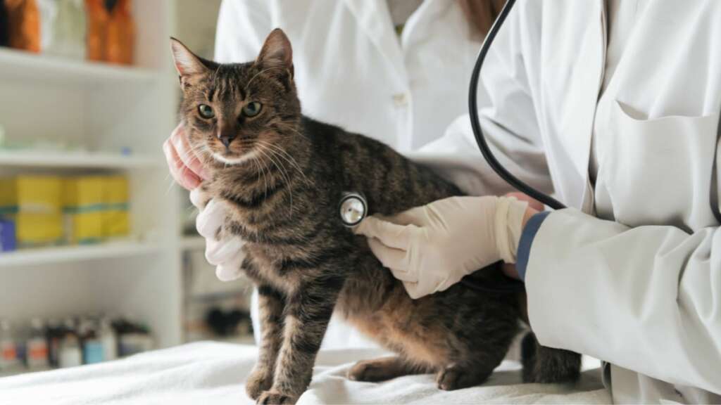 ธุรกิจสัตว์เลี้ยง คลินิกสัตว์