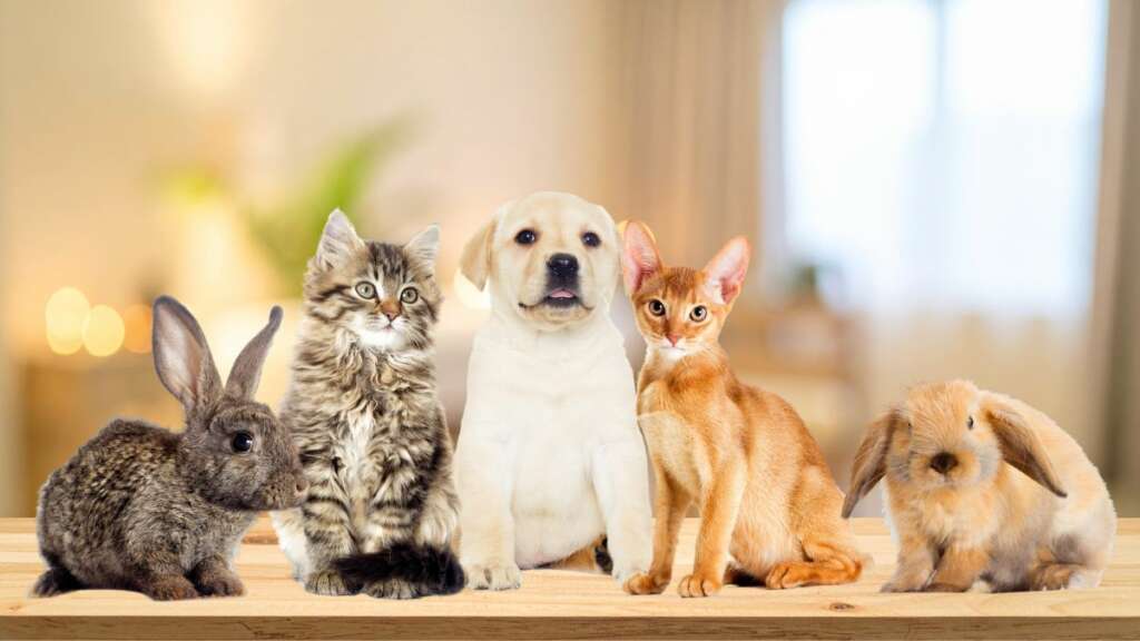 ธุรกิจสัตว์เลี้ยง เทรนด์