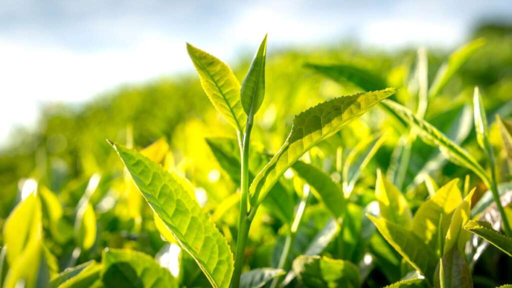 ชาเขียว ประโยชน์