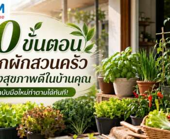 ปลูกผักสวนครัว
