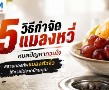 วิธีกําจัดแมลงหวี่
